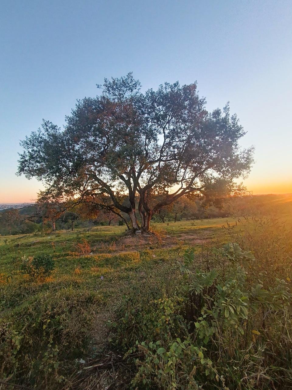 Árvore grande no fim da tarde